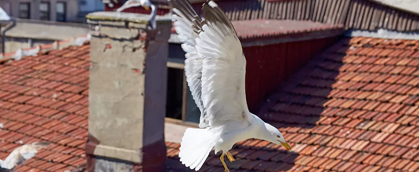 Residential Chimney Animal Removal Solution in Sapulpa, OK